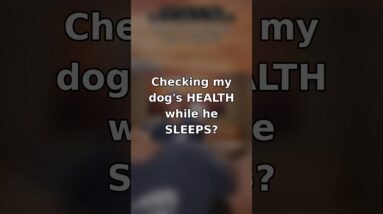Checking My Dog's HEALTH While He SLEEPS? 🐶