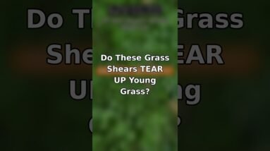 Do These Grass Shears Tear Up Young Grass? 🌱