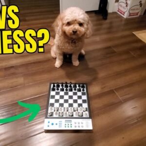 LC2B Advanced Electronic Chess Set Review