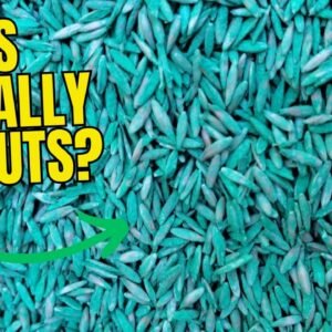 Pennington The Rebels Tall Fescue Grass Seed Review