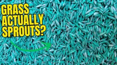 Pennington The Rebels Tall Fescue Grass Seed Review